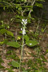 Hairy skullcap